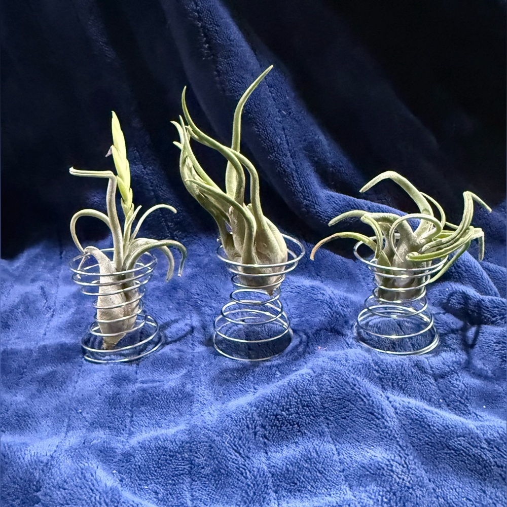 8 piece Air Plant Holder set with Silver Spiral Stands - Home Accents